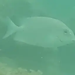 Golden Rabbitfish, photo 10