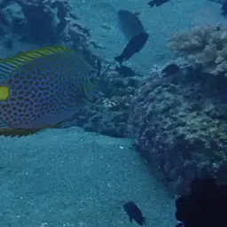 Golden Rabbitfish, photo 11