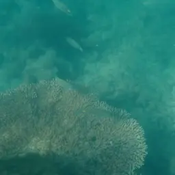 Golden Rabbitfish, photo 12