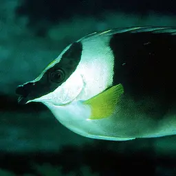 Andaman Fox-face