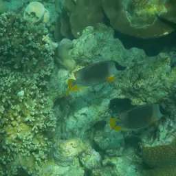 Andaman Fox-face, photo 2
