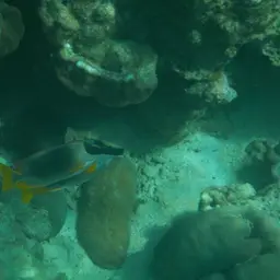 Andaman Fox-face, photo 3