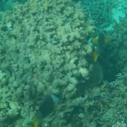 Andaman Fox-face, photo 4
