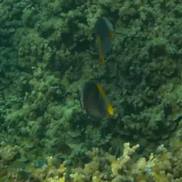 Andaman Fox-face, photo 5