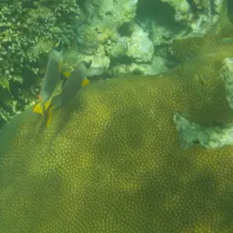 Andaman Fox-face, photo 6