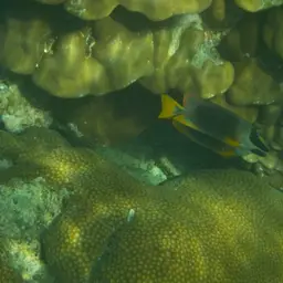 Andaman Fox-face, photo 8