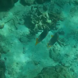Andaman Fox-face, photo 9