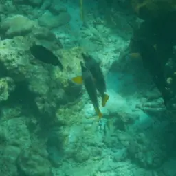 Andaman Fox-face, photo 10
