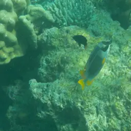 Andaman Fox-face, photo 11