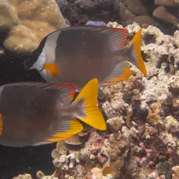 Andaman Fox-face, photo 12
