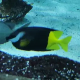 Bicolored Foxface, photo 3