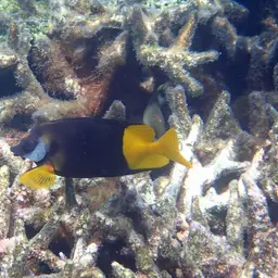Bicolored Foxface, photo 10