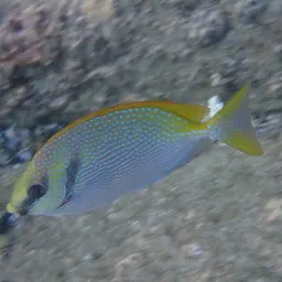 Barhead Spinefoot, photo 1