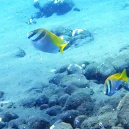 Barhead Spinefoot, photo 2