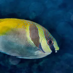 Barhead Spinefoot, photo 3