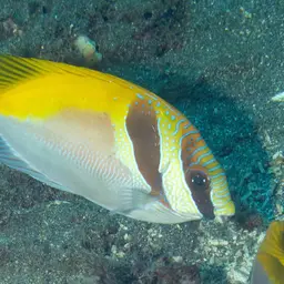 Barhead Spinefoot, photo 4