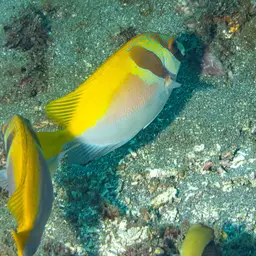 Barhead Spinefoot, photo 5