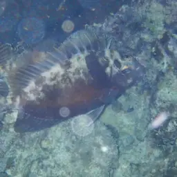 Barhead Spinefoot, photo 7