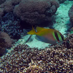Barhead Spinefoot, photo 10