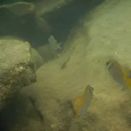 Barhead Spinefoot, photo 12