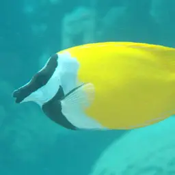 Foxface Rabbitfish, photo 1