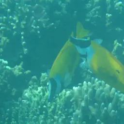 Foxface Rabbitfish, photo 2