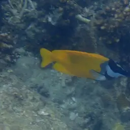 Foxface Rabbitfish, photo 3