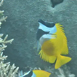 Foxface Rabbitfish, photo 4