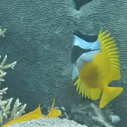 Foxface Rabbitfish, photo 5