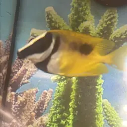 Foxface Rabbitfish, photo 6