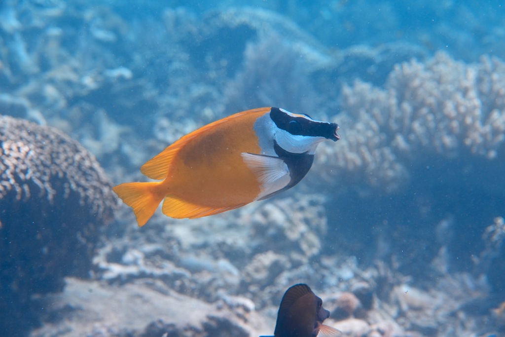 Foxface Rabbitfish (Siganus vulpinus) · Aquariumpro