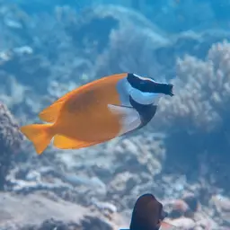 Foxface Rabbitfish, photo 7