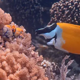 Foxface Rabbitfish, photo 8