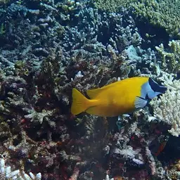 Foxface Rabbitfish, photo 9