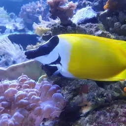 Foxface Rabbitfish, photo 10