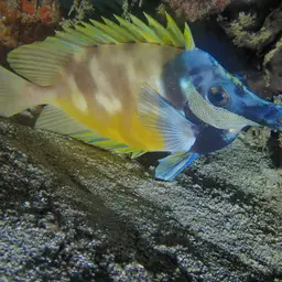 Foxface Rabbitfish, photo 11