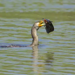 European catfish, photo 2