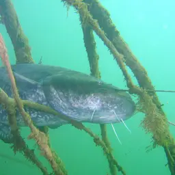 European catfish, photo 3