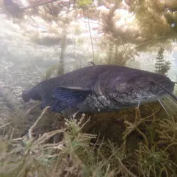 European catfish, photo 4
