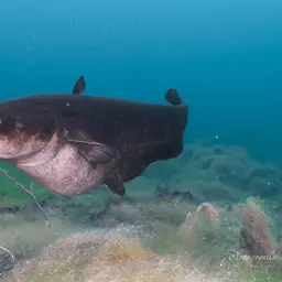European catfish, photo 5