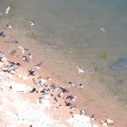 European catfish, photo 6
