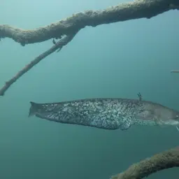 European catfish, photo 7