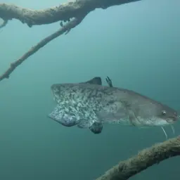 European catfish, photo 8