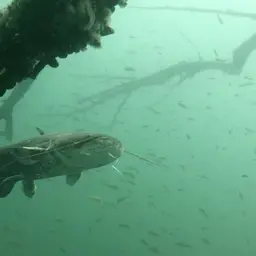 European catfish, photo 9