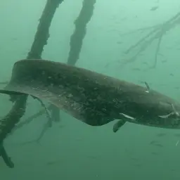 European catfish, photo 10
