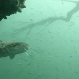 European catfish, photo 11