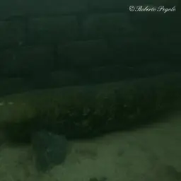 European catfish, photo 12