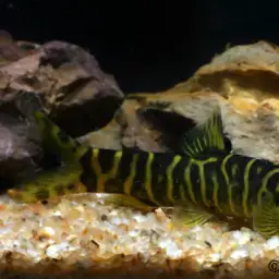 Golden Zebra Loach, photo 2
