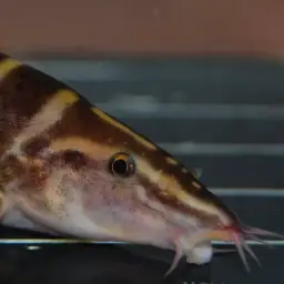 Golden Zebra Loach, photo 3