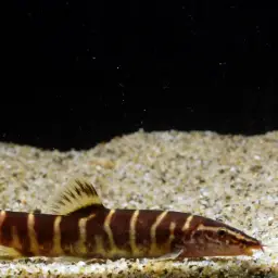 Golden Zebra Loach, photo 4